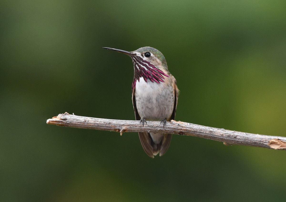 Calliope Hummingbird - ML221701251