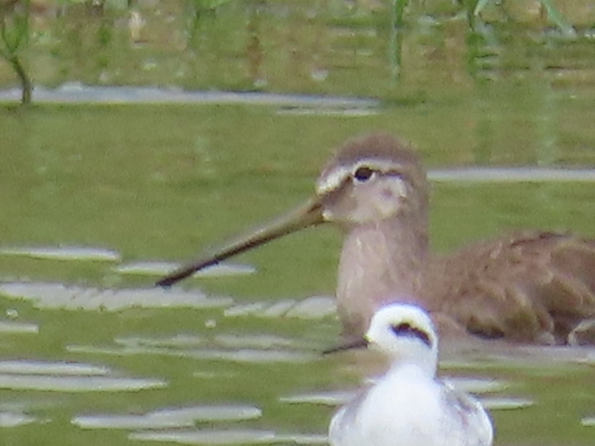 Long-billed Dowitcher - ong woei