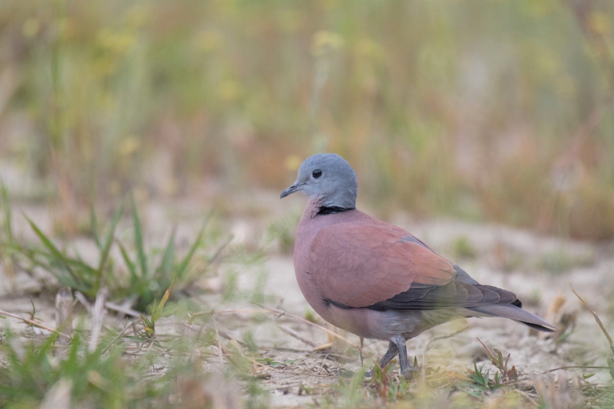 Red Collared-Dove - ML221702991