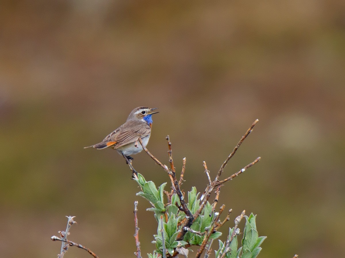 Bluethroat (Red-spotted) - ML221703211