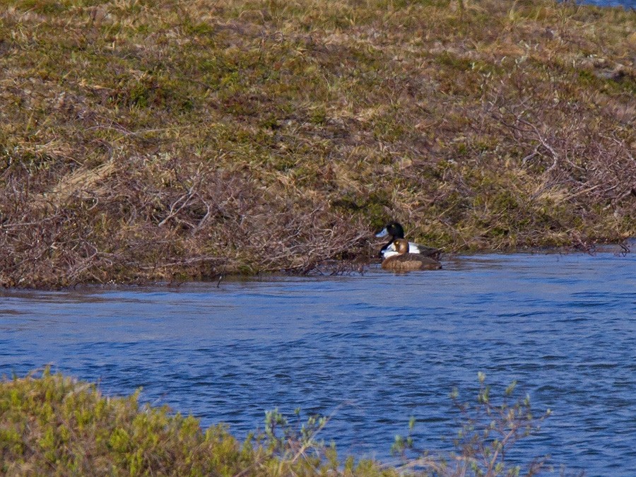 Greater Scaup - ML221703421
