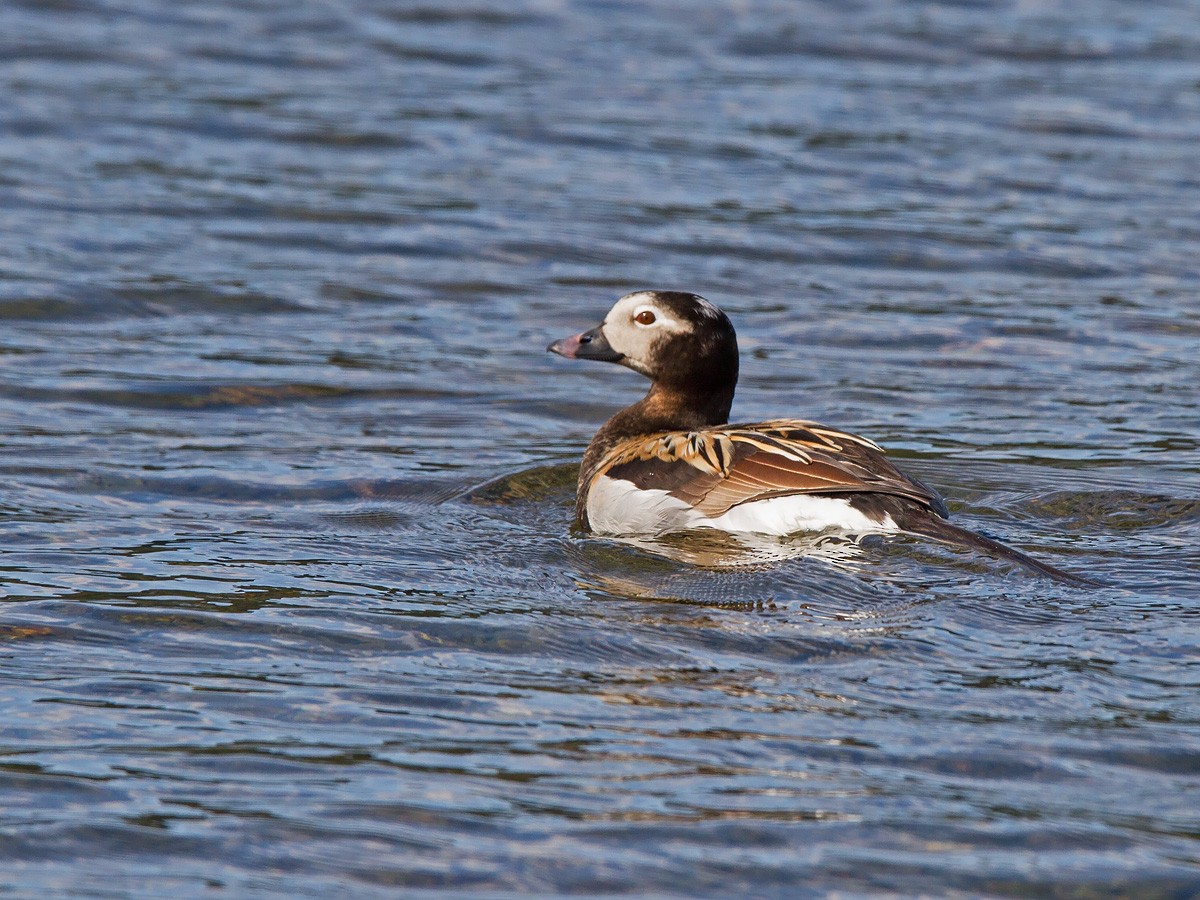 Long-tailed Duck - ML221703431
