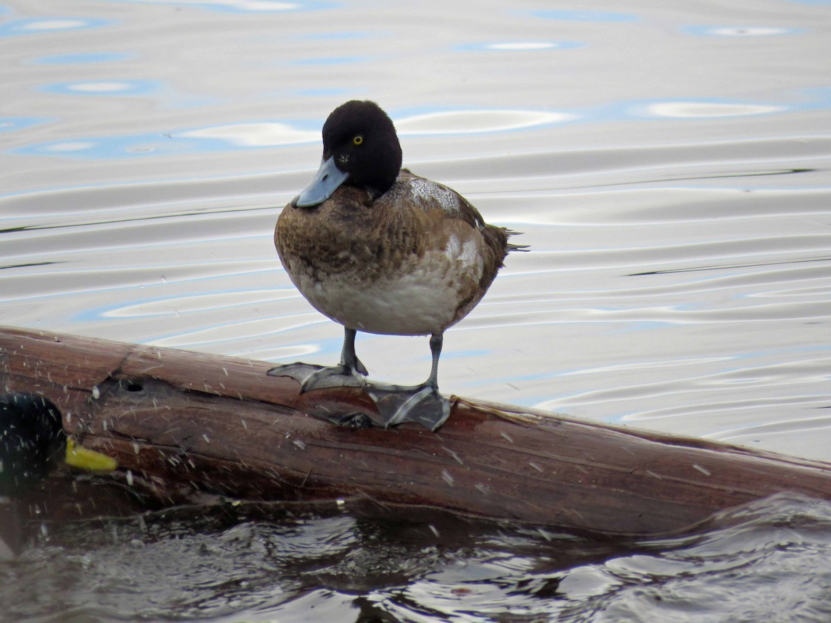 Greater Scaup - Sharon Hull