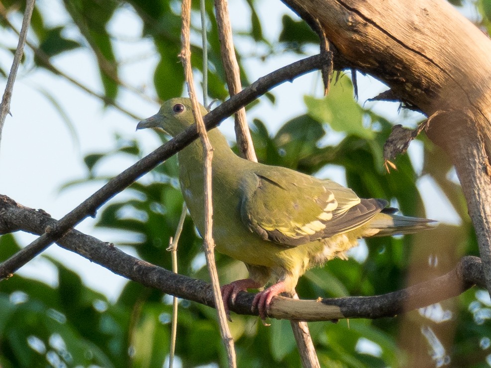 Pink-necked Green-Pigeon - ML221706411