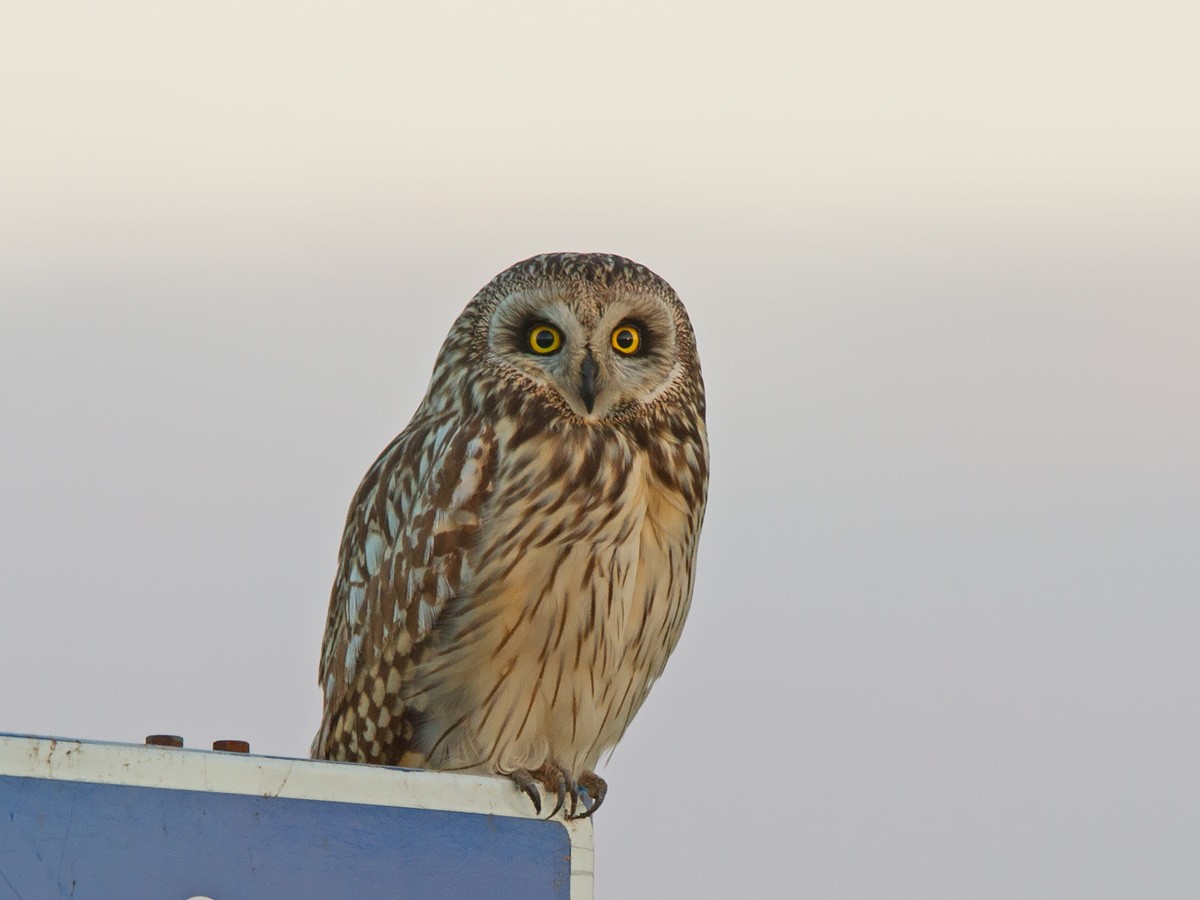 Short-eared Owl - Niall D Perrins