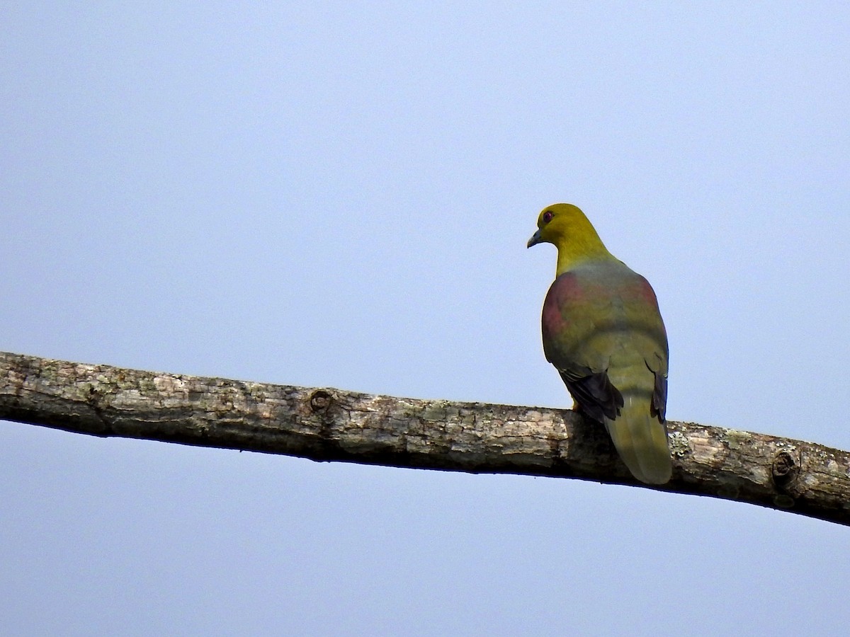 Wedge-tailed Green-Pigeon - ML221708821