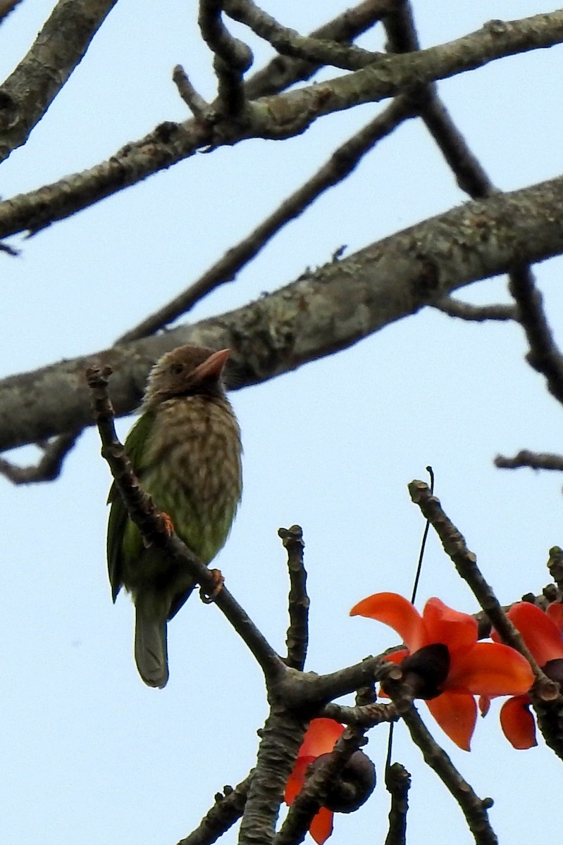Lineated Barbet - ML221708961