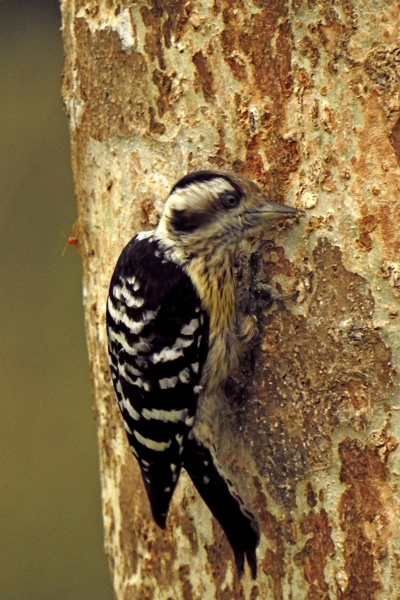 Gray-capped Pygmy Woodpecker - ML221708981