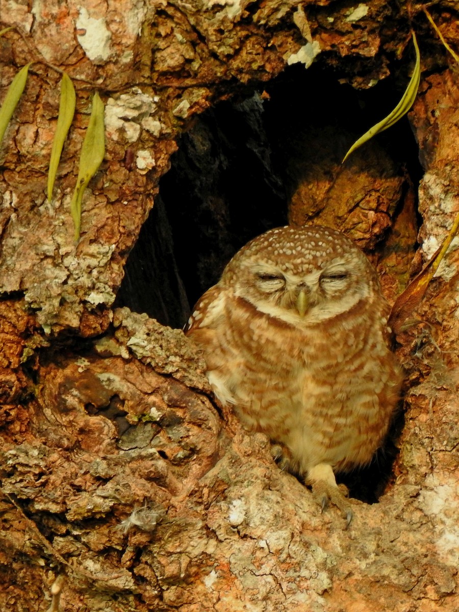 Spotted Owlet - ML221709751