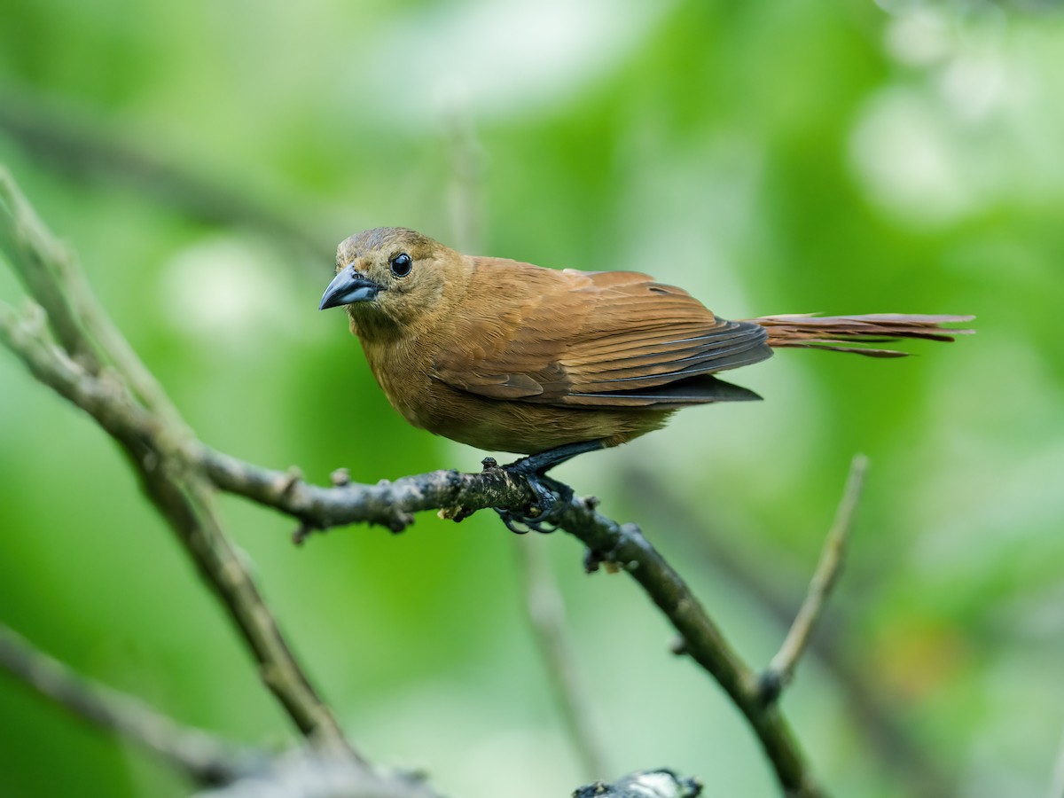 White-lined Tanager - Nick Athanas