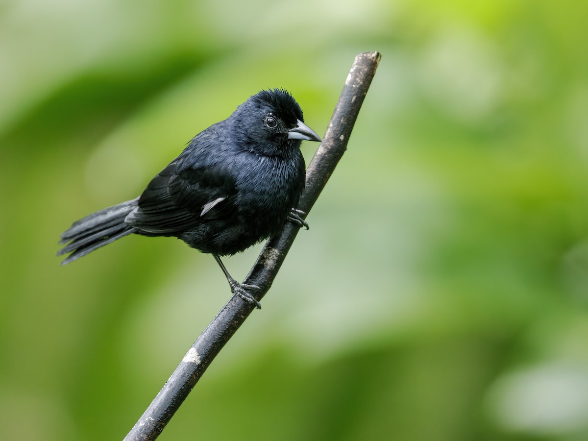 White-lined Tanager - ML221709821