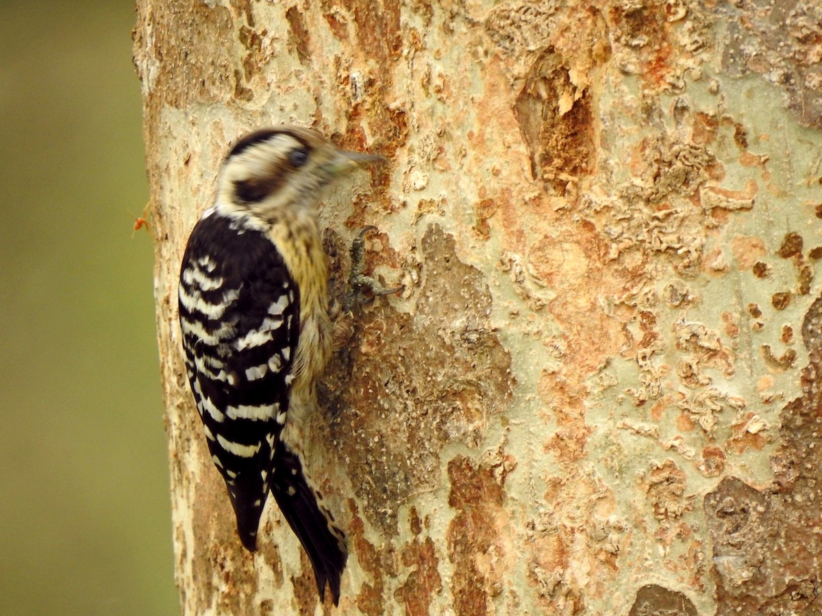 Gray-capped Pygmy Woodpecker - ML221709861