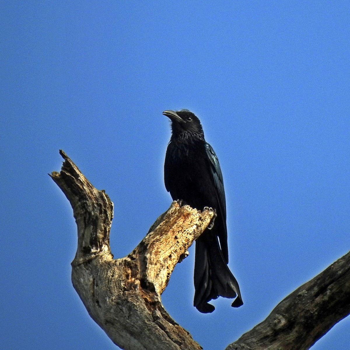 Hair-crested Drongo - ML221709921
