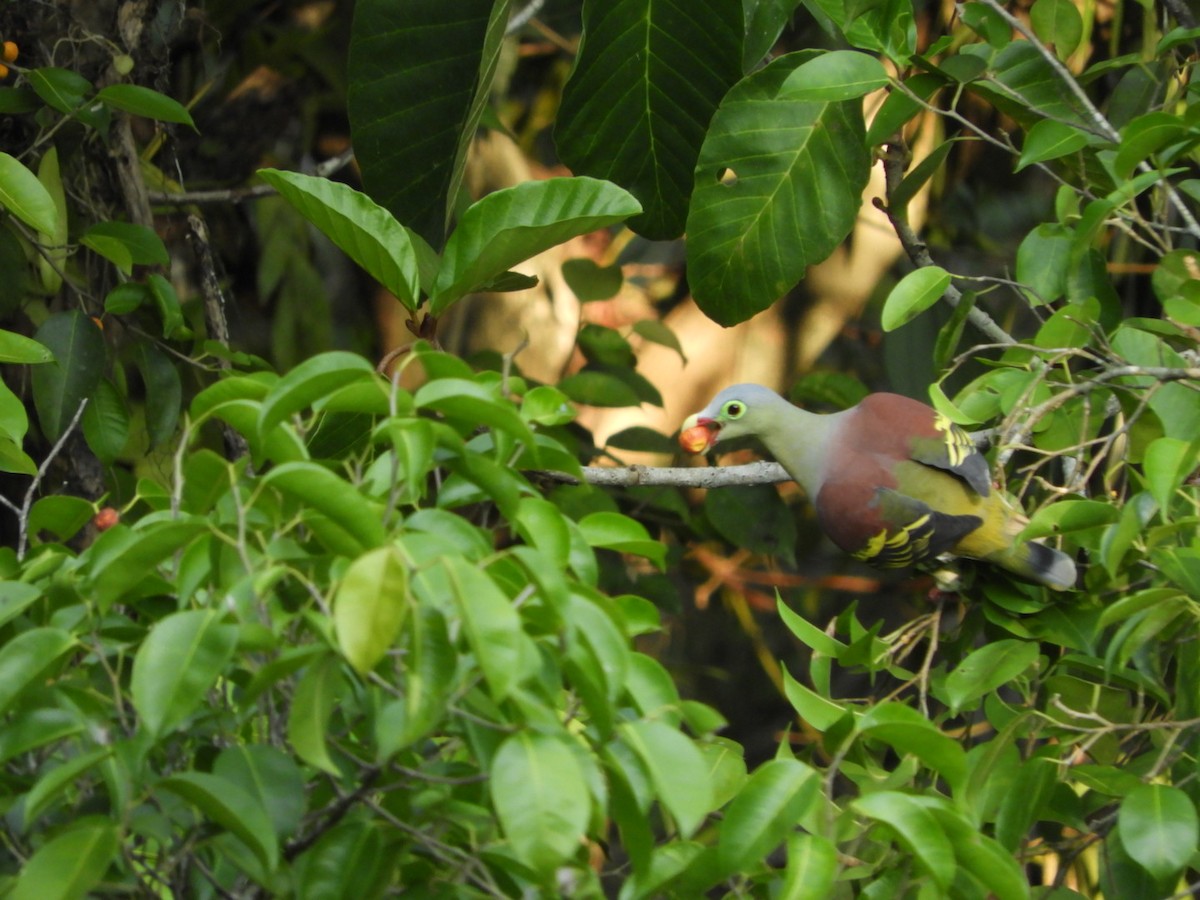 Thick-billed Green-Pigeon - Phanakorn Kraomklang
