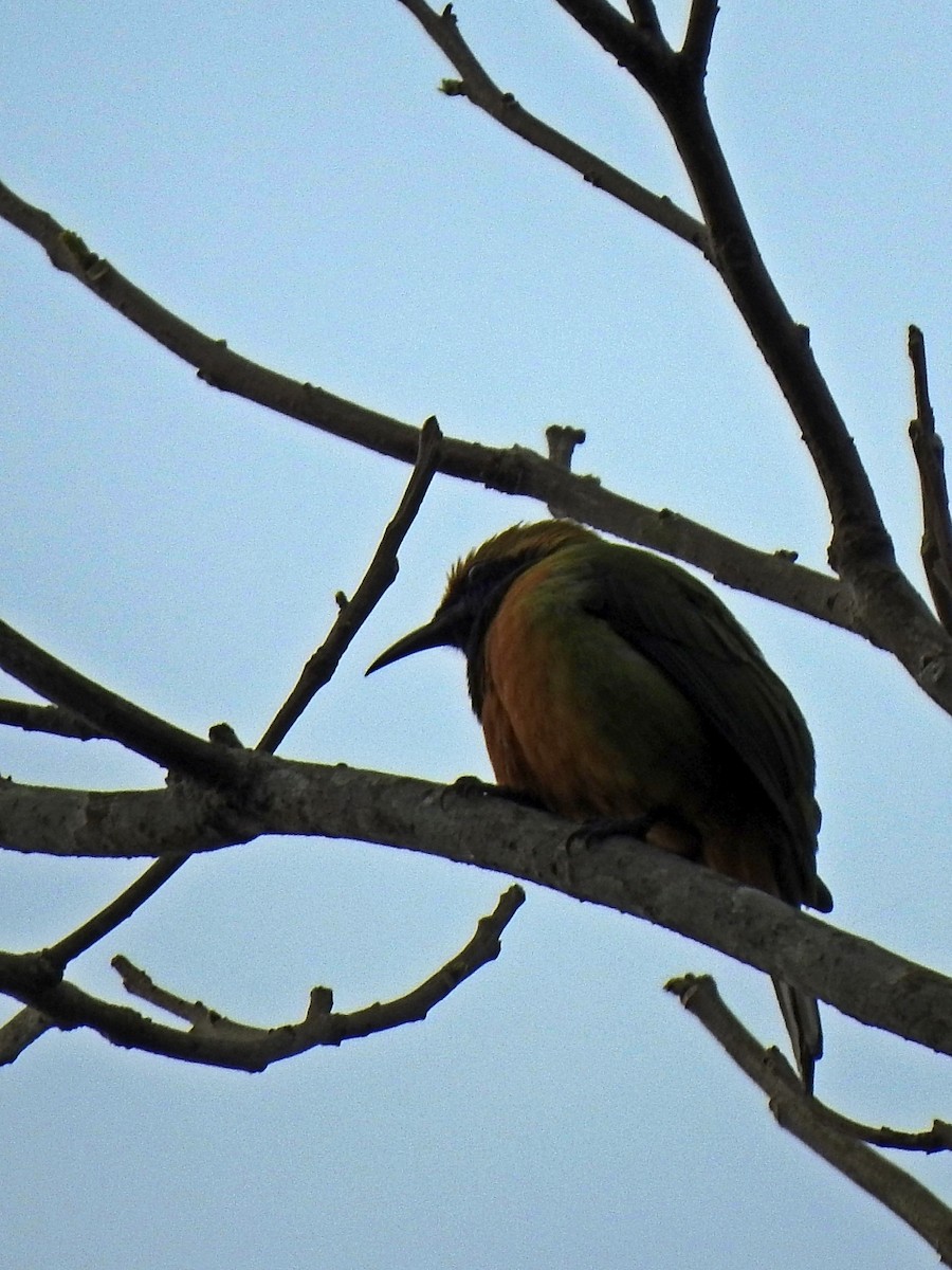 Orange-bellied Leafbird - Bala Subramanian