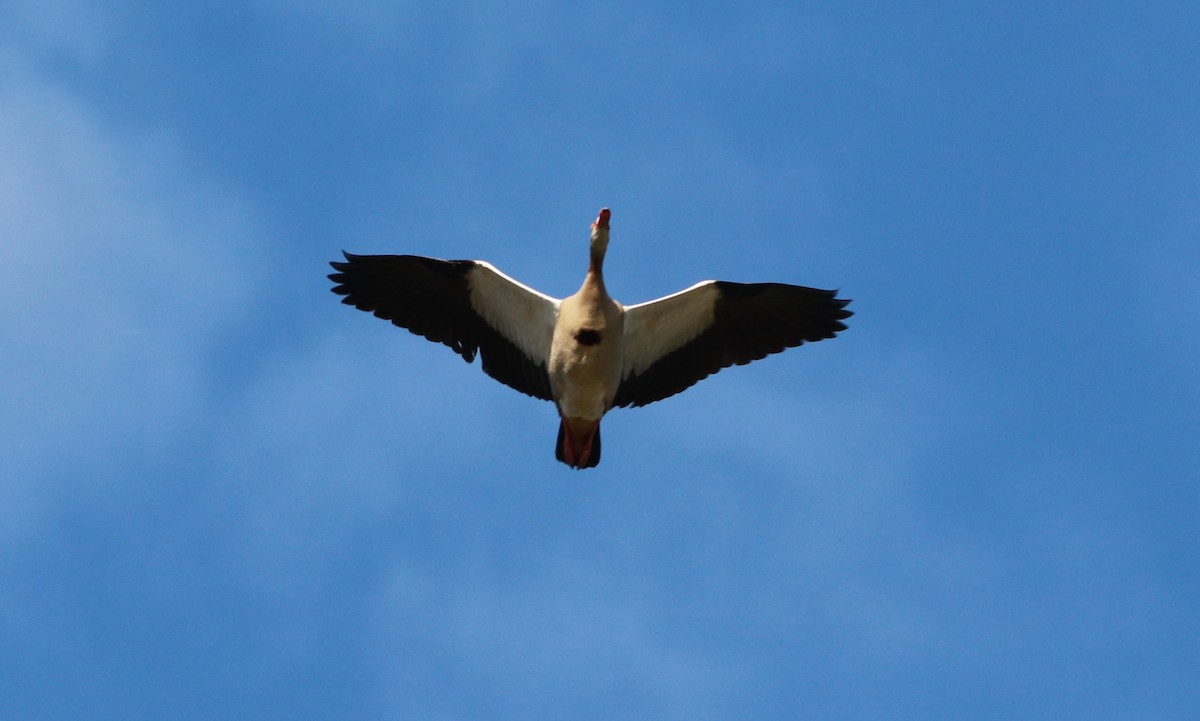 Egyptian Goose - Bez Bezuidenhout