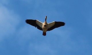 Egyptian Goose, ML221713151