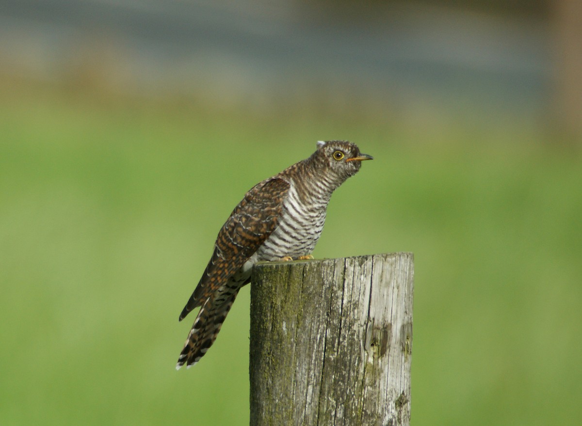 Common Cuckoo - ML221713821