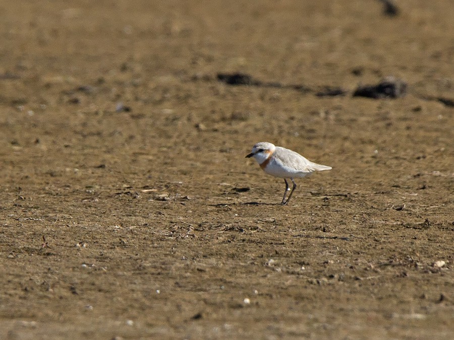 Chestnut-banded Plover - Niall D Perrins