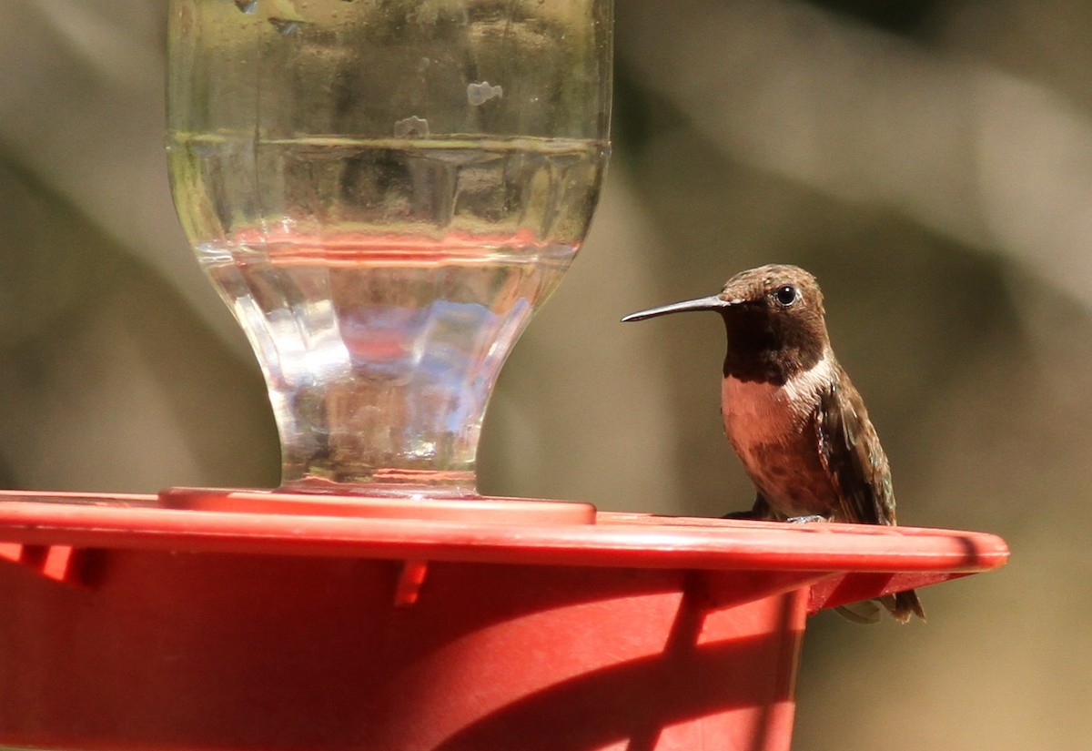 Black-chinned Hummingbird - ML221719021