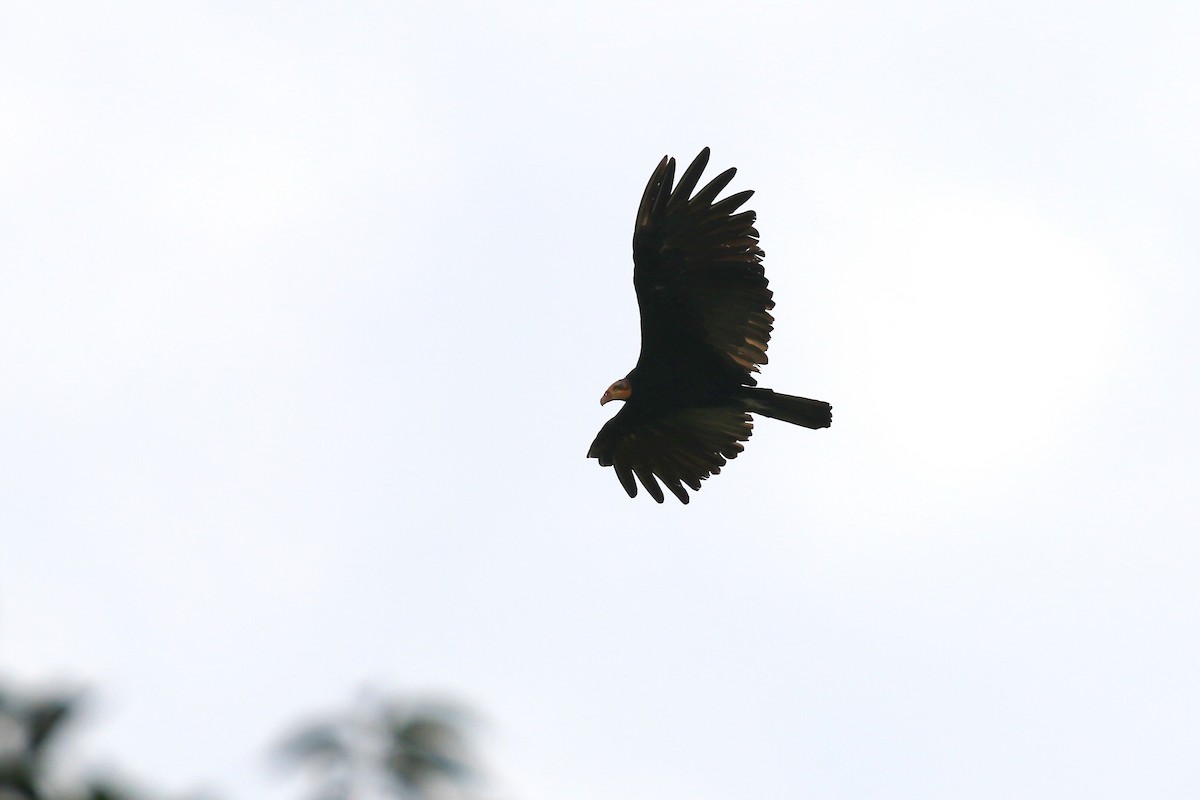Greater Yellow-headed Vulture - Denis Tétreault