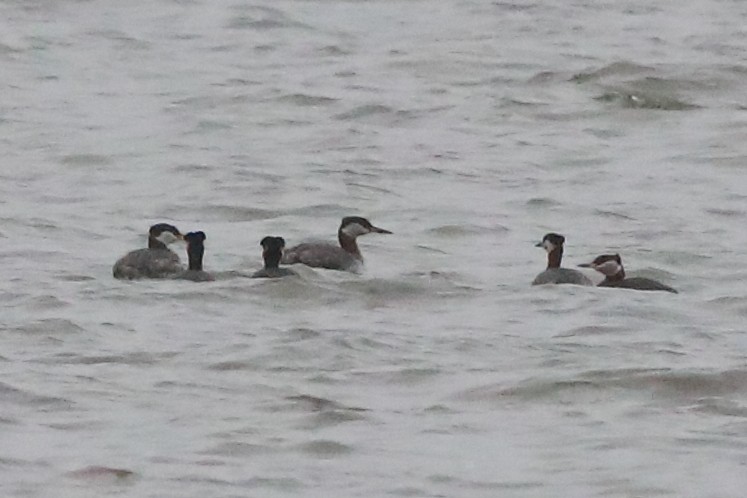 Red-necked Grebe - ML221728881