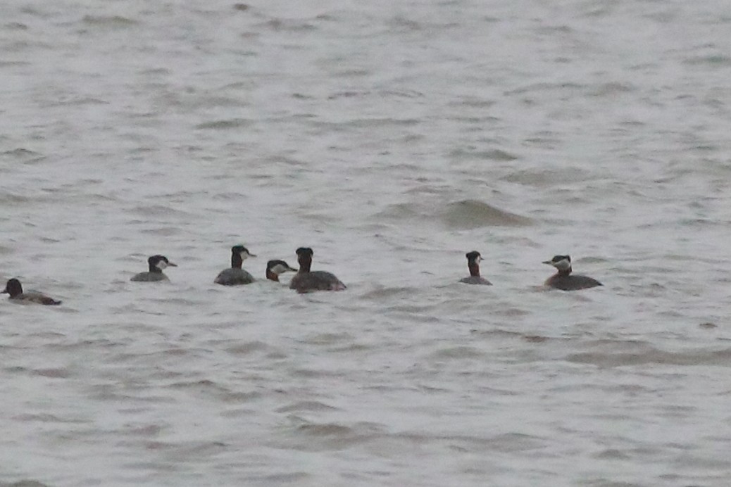 Red-necked Grebe - ML221728891