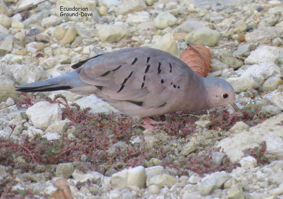 Ecuadorian Ground Dove - ML221730211
