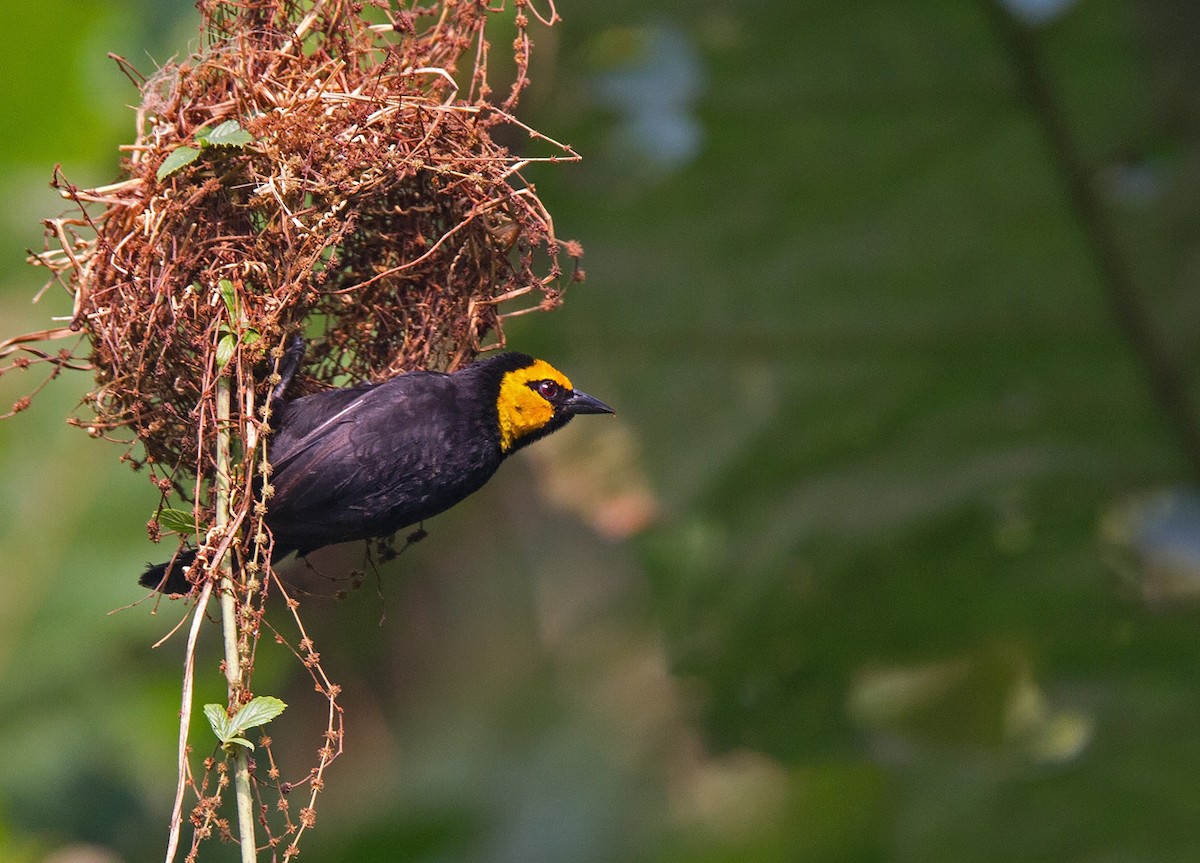 Black-billed Weaver (Eastern) - Niall D Perrins