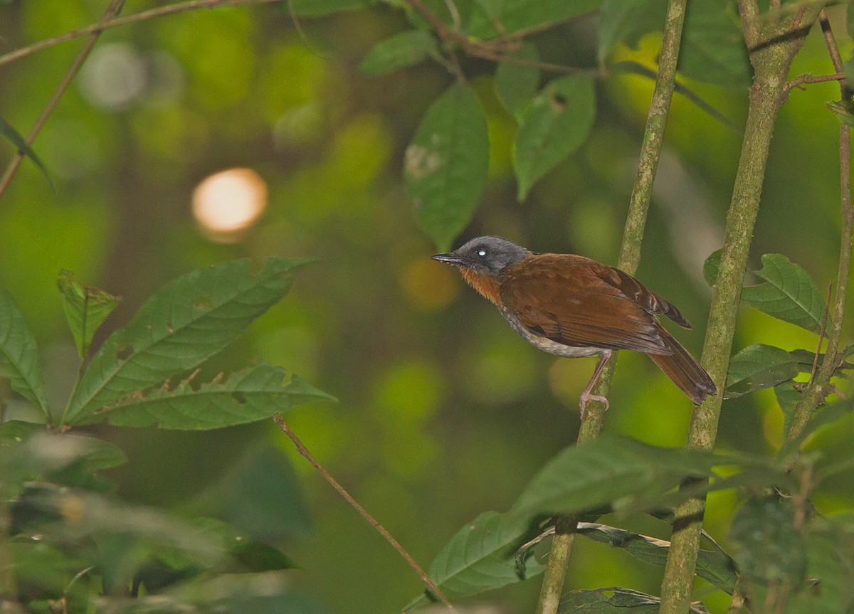 Red-throated Alethe - Niall D Perrins