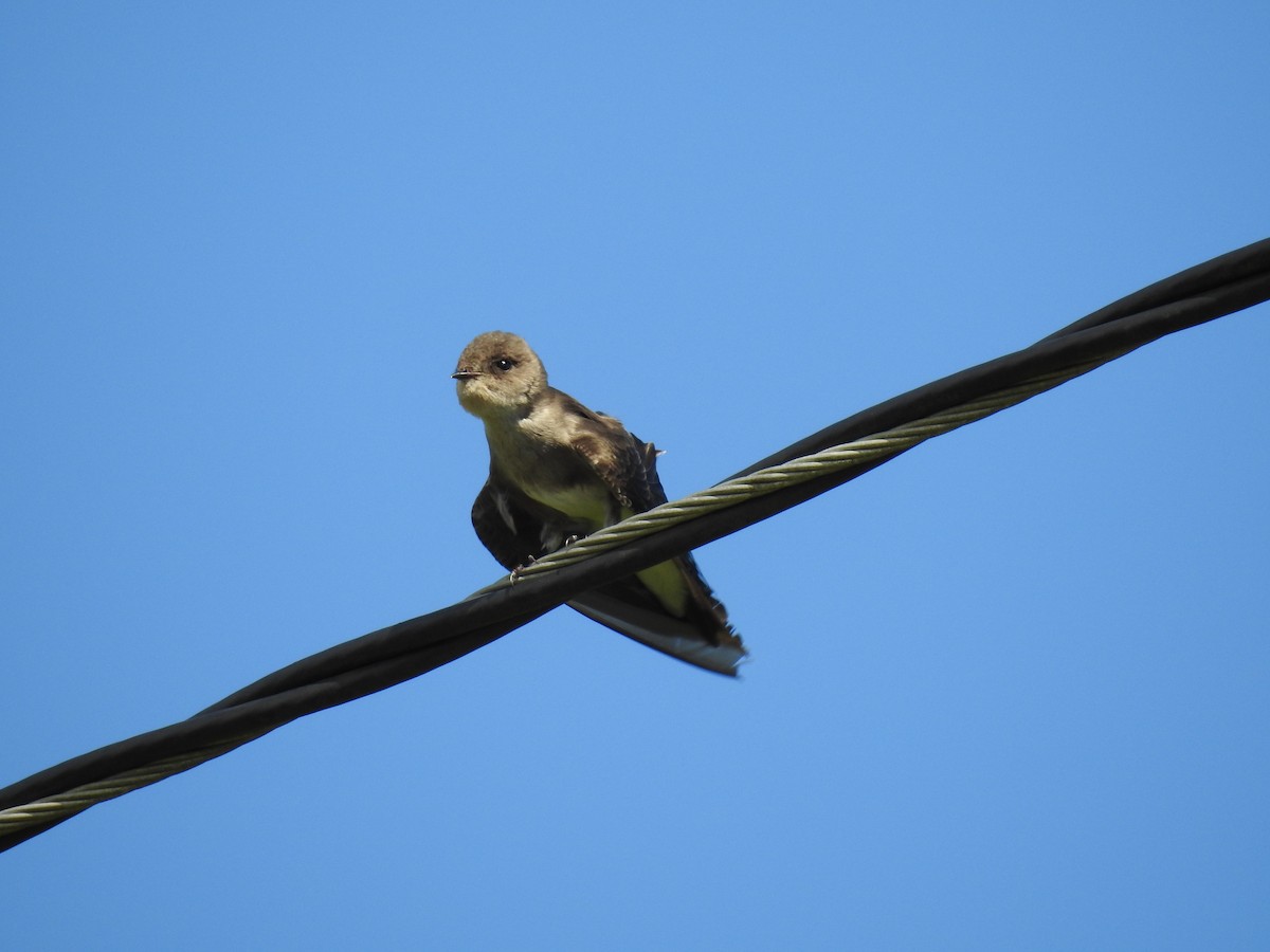Northern Rough-winged Swallow - ML22173361