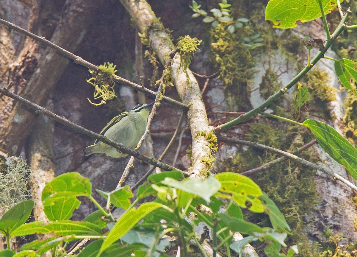 Yellow-throated Tinkerbird - Niall D Perrins