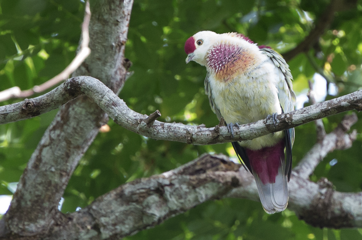 Many-colored Fruit-Dove - ML221734351