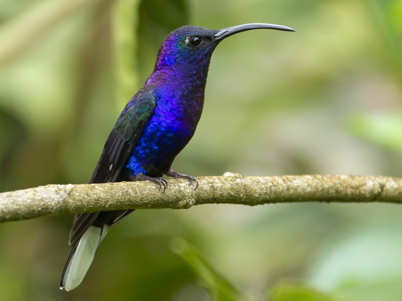 Violet Sabrewing - eBird