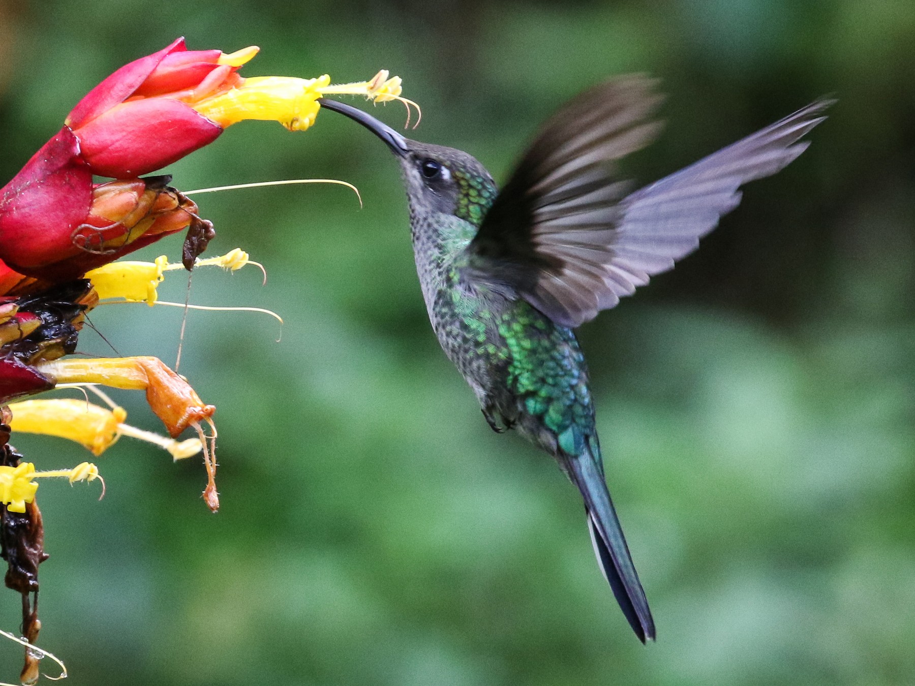 Violet Sabrewing eBird