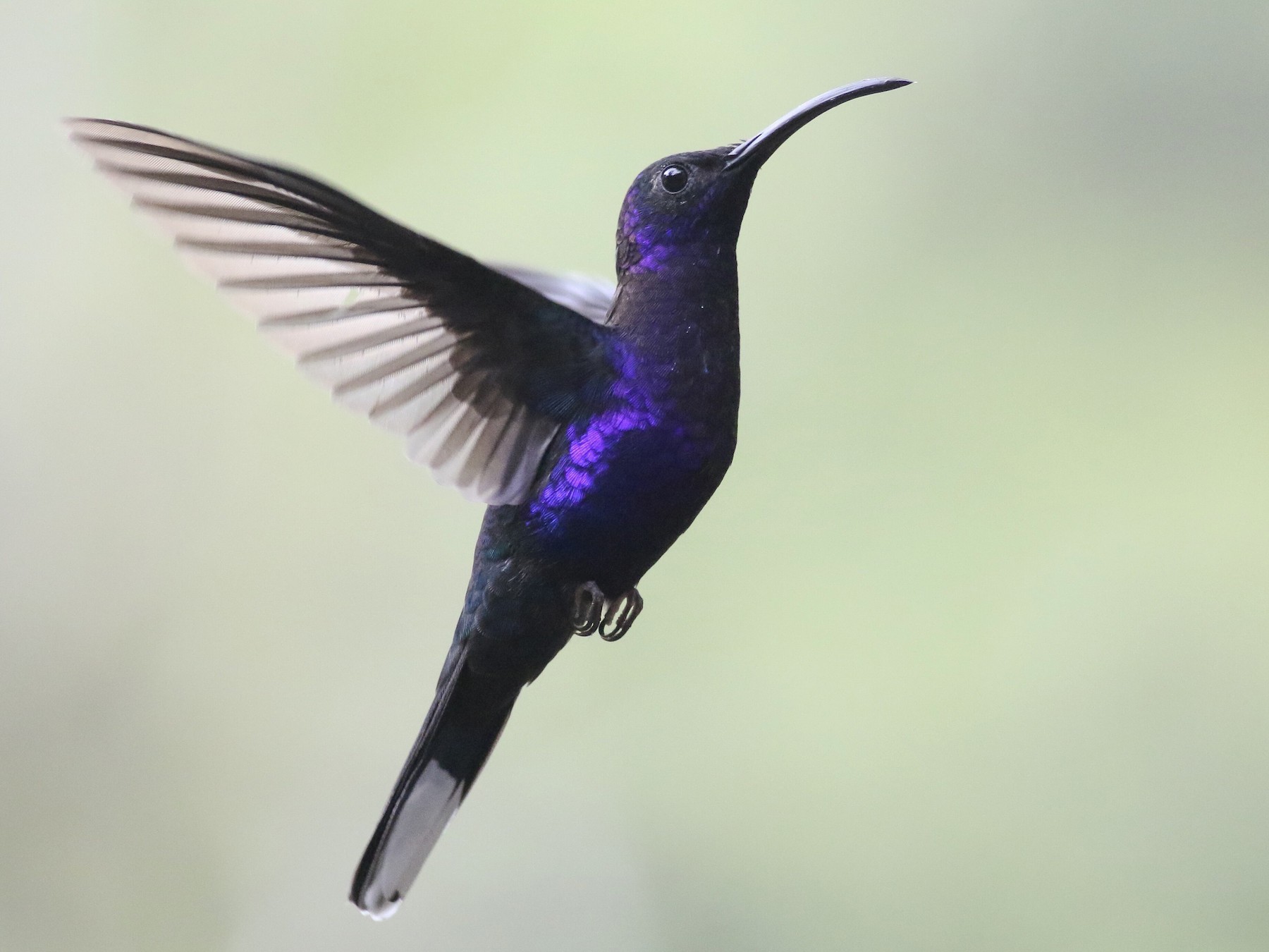 Violet Sabrewing Ebird