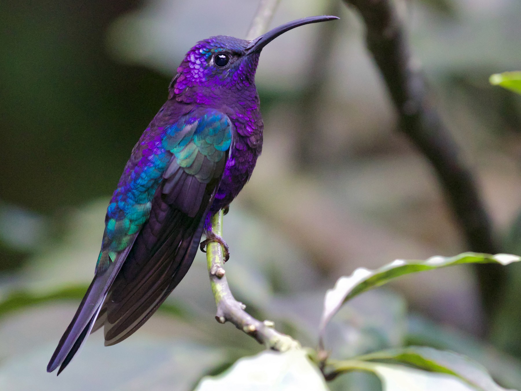 Violet Sabrewing Ebird