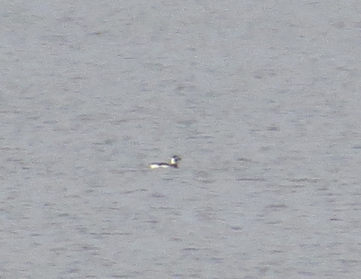 Long-tailed Duck - ML22173631