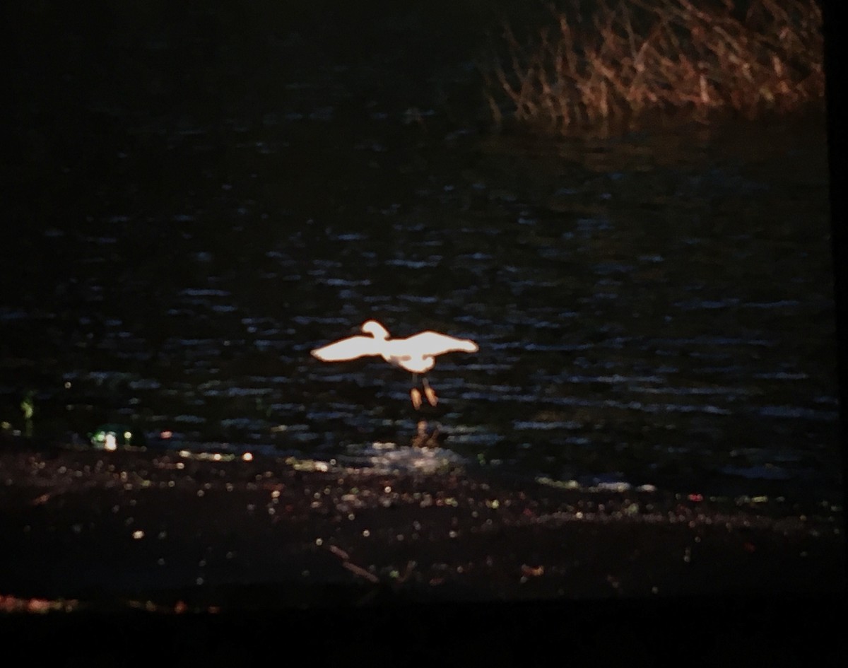Snowy Egret - Ricardo  Matus
