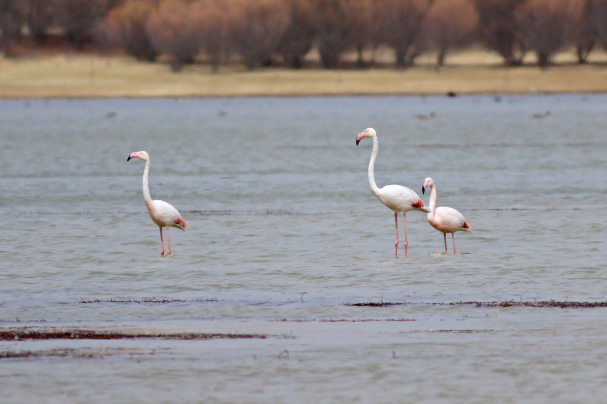 Greater Flamingo - ML221737201