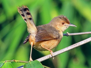  - Red-faced Cisticola (Red-faced)