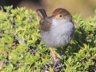 Neddicky - eBird