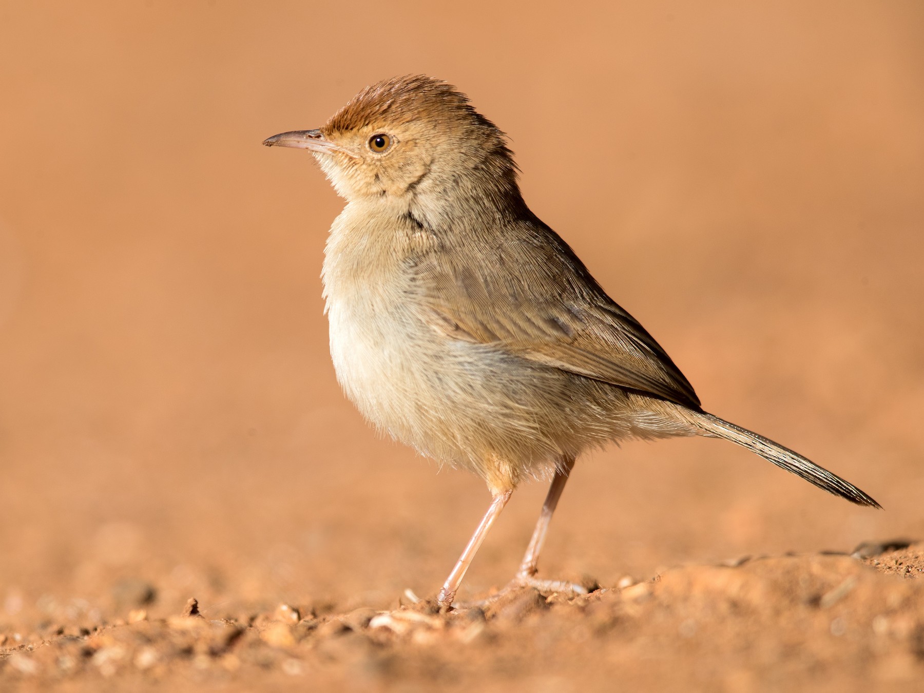 Piping Cisticola - David Irving