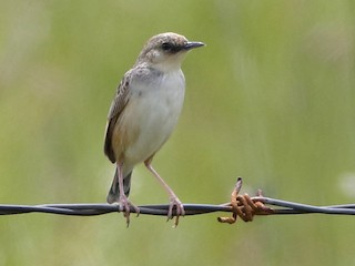 นกเต็มวัยในฤดูผสมพันธุ์ - Holger Teichmann - ML221741041