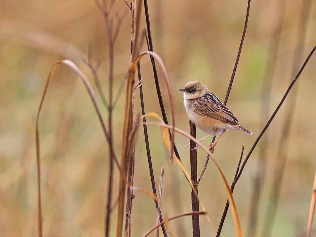 Pale-crowned Cisticola - Niall D Perrins
