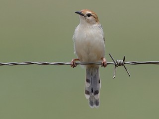  - Levaillant's Cisticola