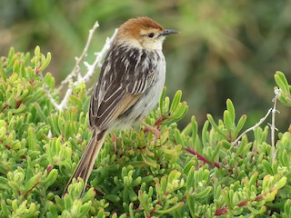  - Levaillant's Cisticola