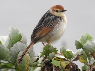  - Levaillant's Cisticola