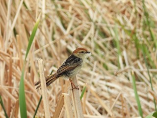  - Levaillant's Cisticola