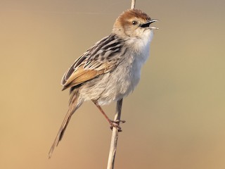  - Levaillant's Cisticola